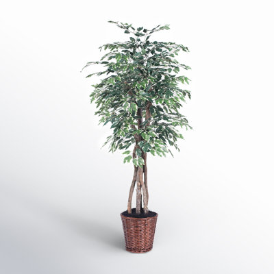 【FICUS】 72